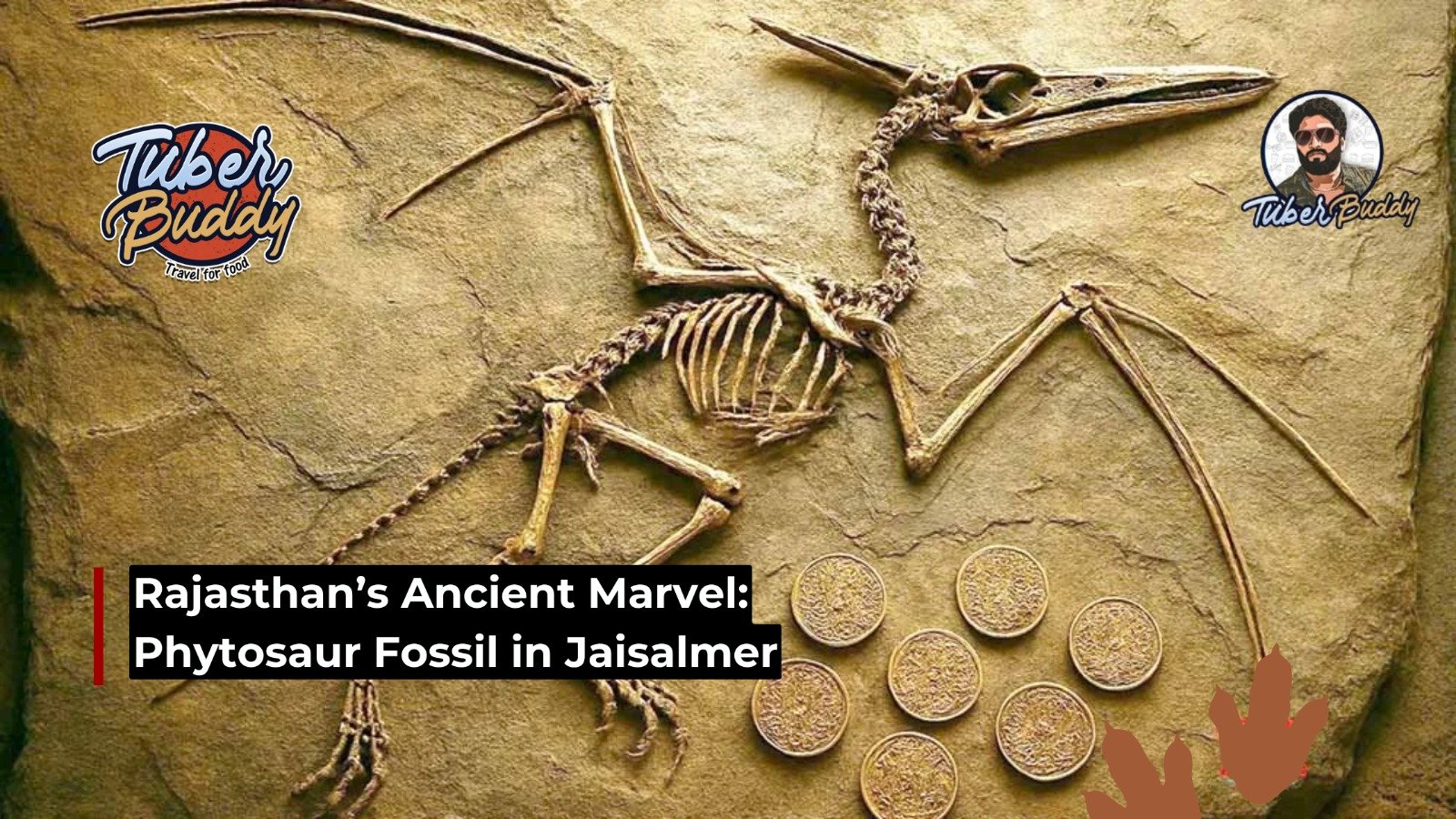 Rajasthan’s Ancient Marvel: Phytosaur Fossil in Jaisalmer